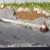 AK: Puddles AK8028 60 ml
